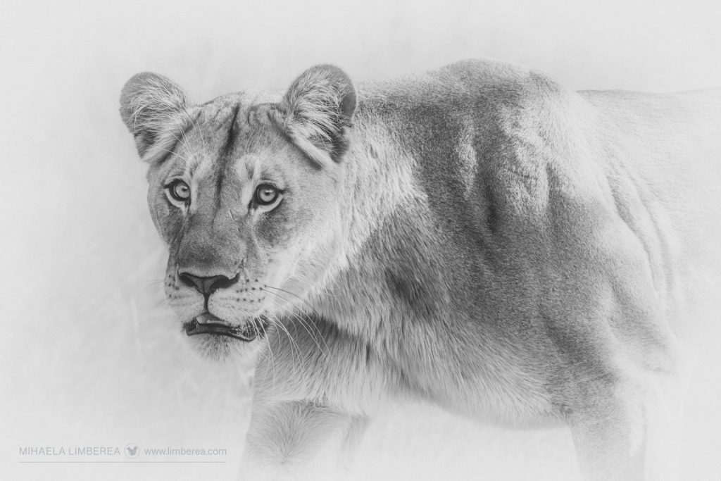 Alow key photyo of a young lioness (Panthera leo) on the prowl.