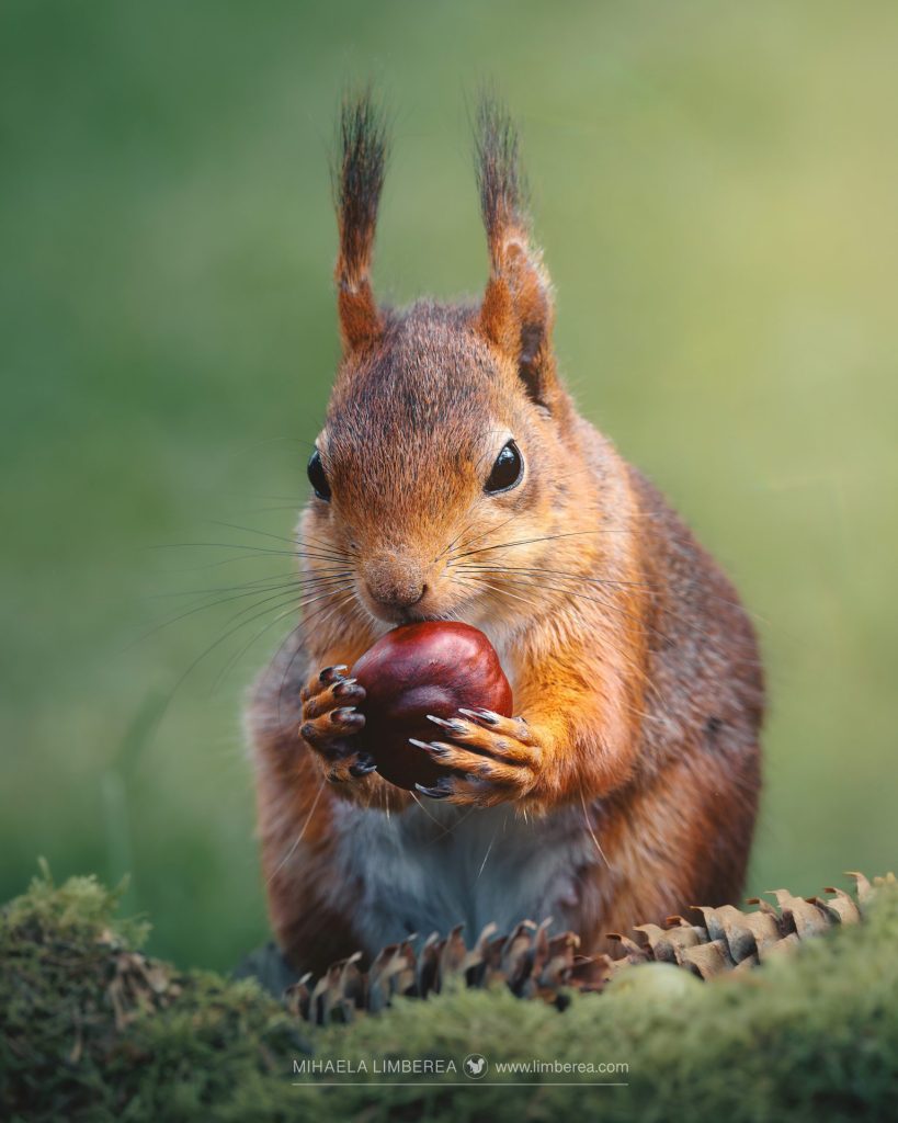 Close-up of a red squirrel (Sciurus vulgaris) holding a chestnut.