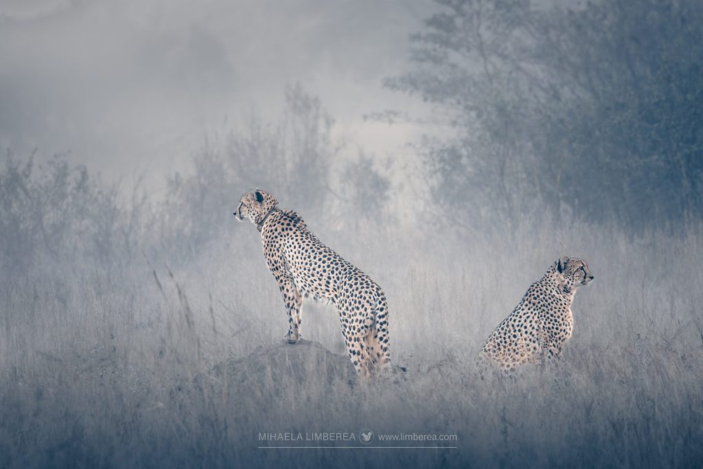 Two cheetah brothers (Acinonyx jubatus)