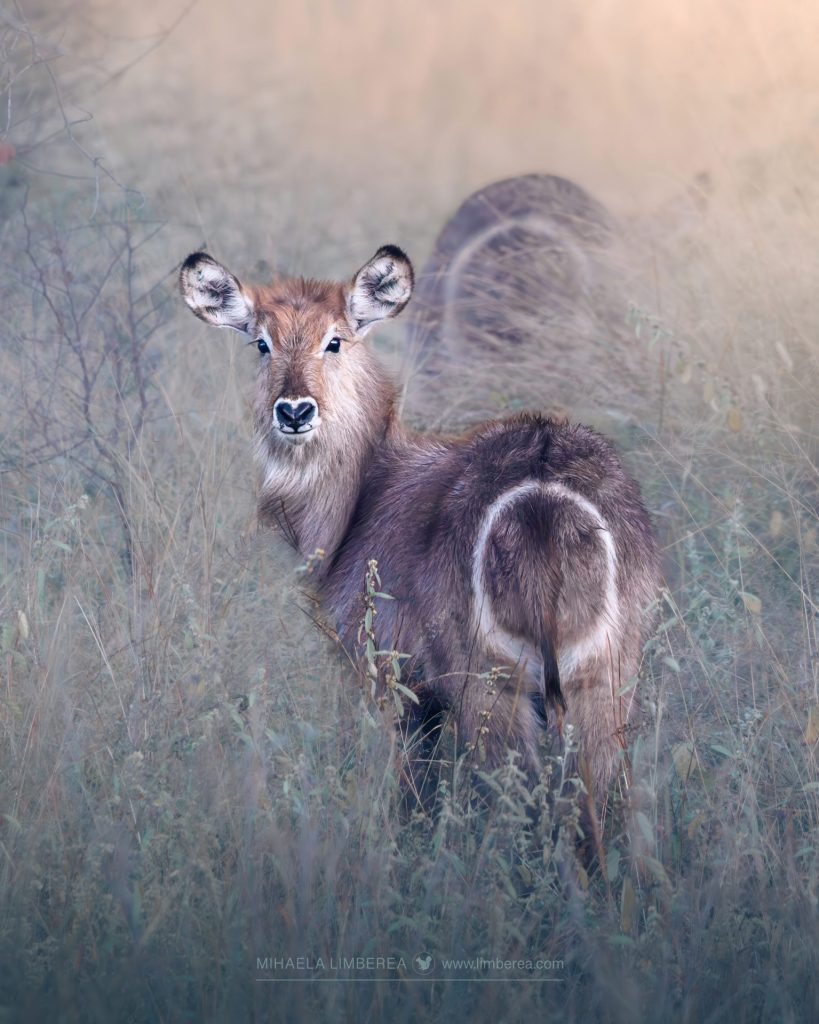 Waterbuck (Kobus ellipsiprymnus)