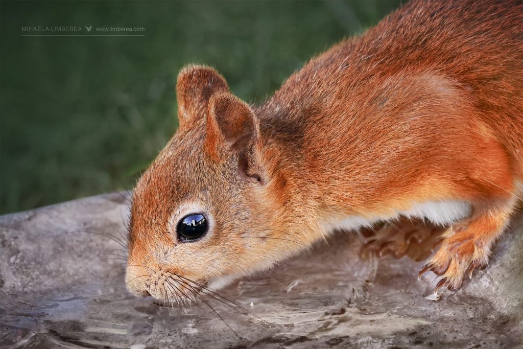Close-uo photo of a red squirrel drinking water