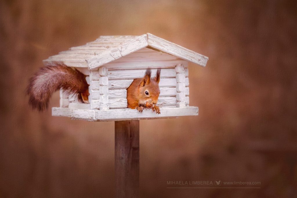 A red squirrel with a hazelnut in its mouth peeking out of a bird house