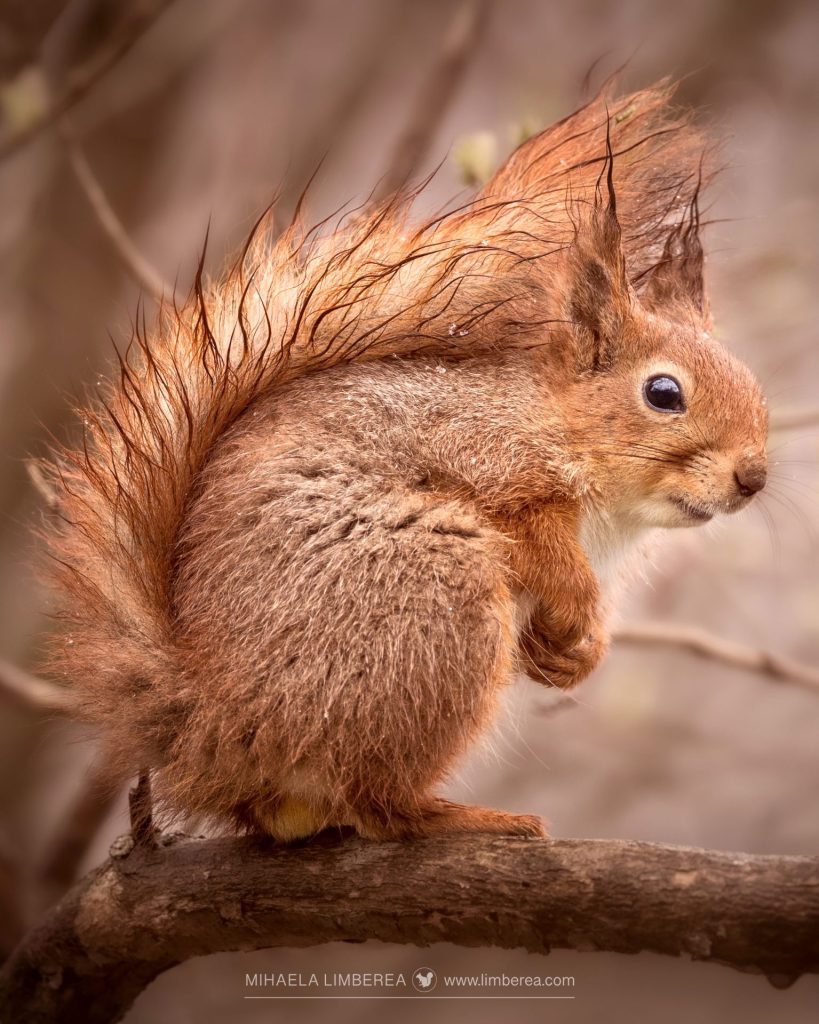 Red squirrel ointment the rain