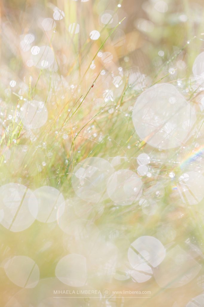 This macro photo showcases a close-up of grass blades adorned with glistening water drops in the morning sun. The delicate green blades, tipped with tiny, crystal-clear droplets, sparkle with a rainbow-like sheen as the early light refracts through them, highlighting their fine texture and subtle veins. Each drop magnifies the grass beneath, creating miniature worlds of refracted color, while the sunlight casts soft shadows that add depth. The background is a creamy blur of out-of-focus greenery, the gentle mist enhancing the ethereal glow and drawing attention to the intricate beauty of this dewy, sun-kissed scene.
