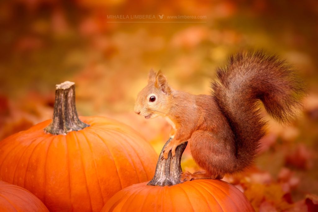 Red squirrel (Sciurus vulgaris) perched on the stem of a large orange pumpkin. The squirrel, with its bushy tail and alert expression, is surrounded by more pumpkins and scattered autumn leaves in shades of orange and brown. The background is a warm, blurred mix of fall colors, evoking a cozy autumn scene.