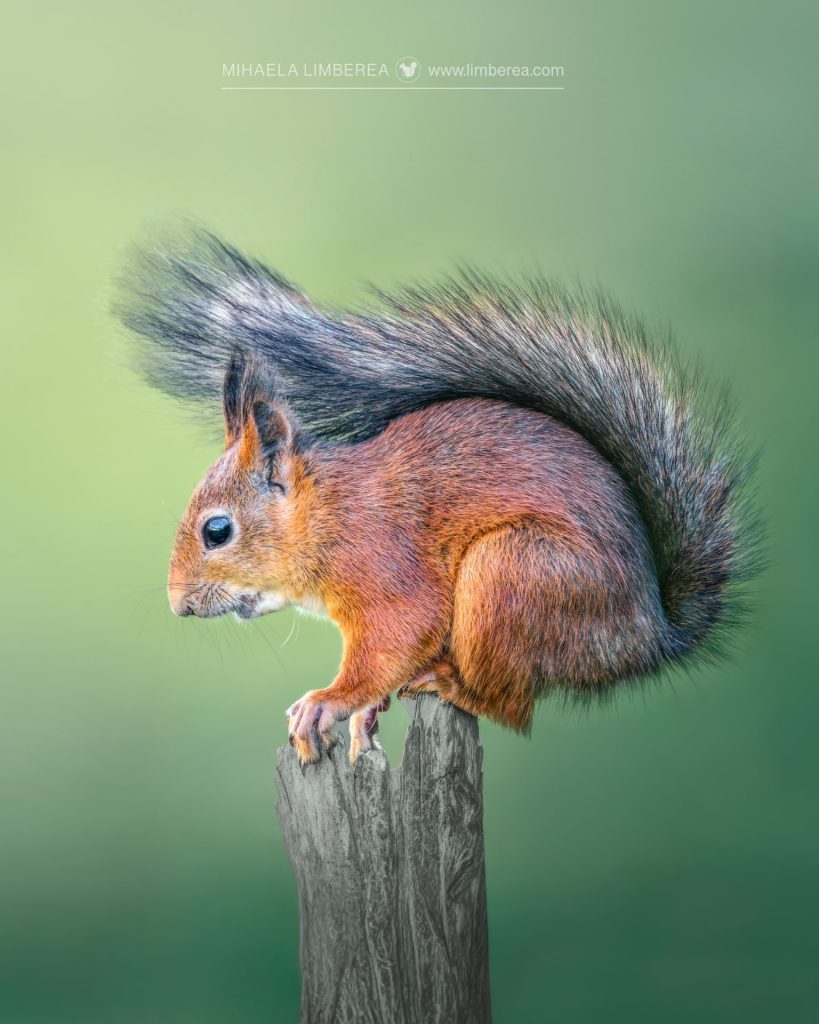 This photo features a red squirrel (Sciurus vulgaris) standing proudly on a tree stump in a forest clearing. The squirrel’s rich reddish-brown fur glows under the midday sunlight filtering through the pine canopy, its bushy tail held high as it balances on the yree stump. Its bright black eyes sparkle with curiosity, and its whiskers catch the light, adding a delicate detail to its poised stance. The background is a soft blur of green ferns and shadowy tree trunks, with a hint of mist lending a serene, magical ambiance to this charming woodland scene.