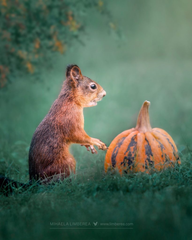This photo features a red squirrel (Sciurus vulgaris) curiously interacting with a striped orange pumpkin in a grassy clearing. The squirrel, with its vibrant reddish-brown fur and bushy tail held high, stands on its hind legs, extending a tiny paw toward the pumpkin as if inspecting or claiming it, its bright black eyes wide with intrigue. The pumpkin's textured, tiger-striped skin contrasts with the squirrel's fluffy coat, and the soft morning light casts a gentle glow, highlighting the dew on the grass. The background is a dreamy blur of green and orange foliage, adding a whimsical, autumnal charm to this enchanting woodland encounter.