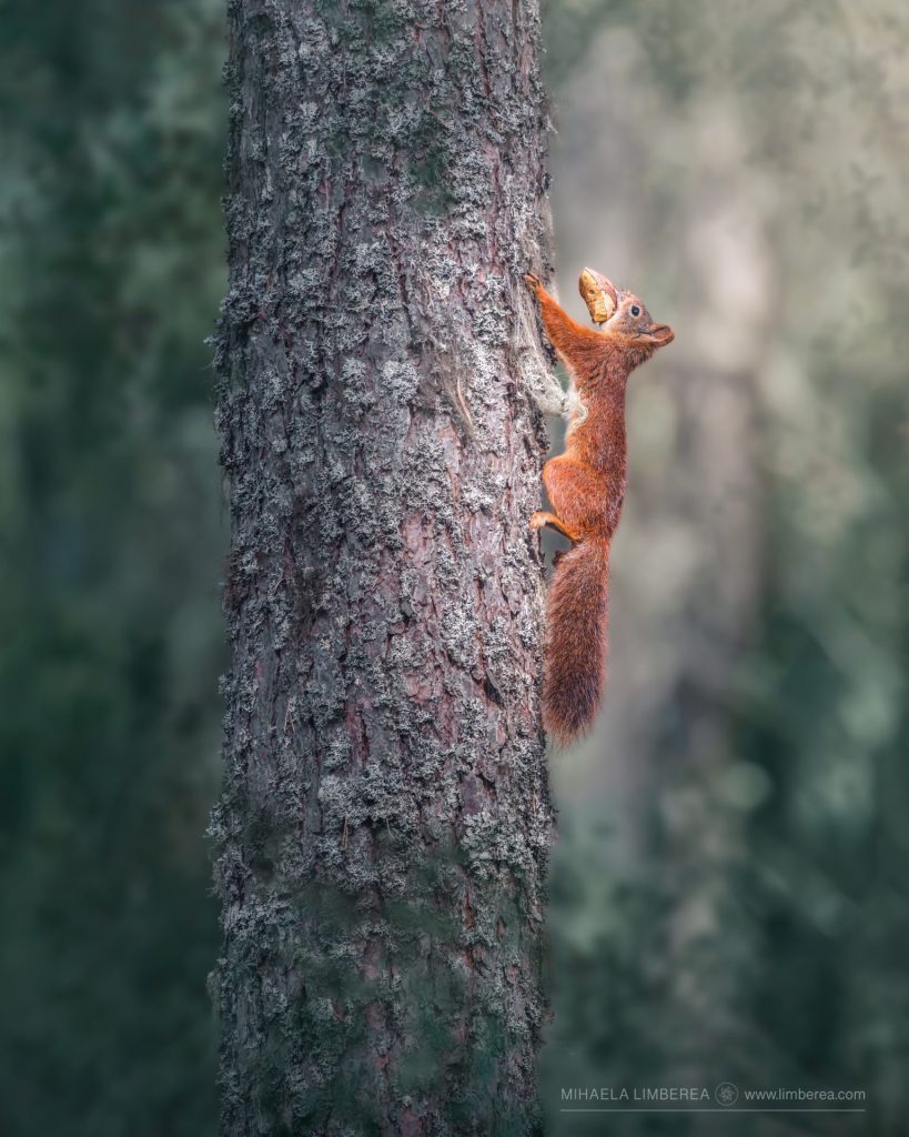 The image captures a red squirrel (Sciurus vulgaris) clinging to the side of a tree. The squirrel, with its reddish-brown fur and bushy tail, is positioned on the right side of the tree trunk, climbing the tree with a mushroom in its mouth. The tree trunk is rugged and covered in lichen, adding texture to the composition. The background is a soft, blurred green, hinting at foliage and a forest setting. The lighting is soft and diffused, highlighting the squirrel's fur and the details of the tree bark.