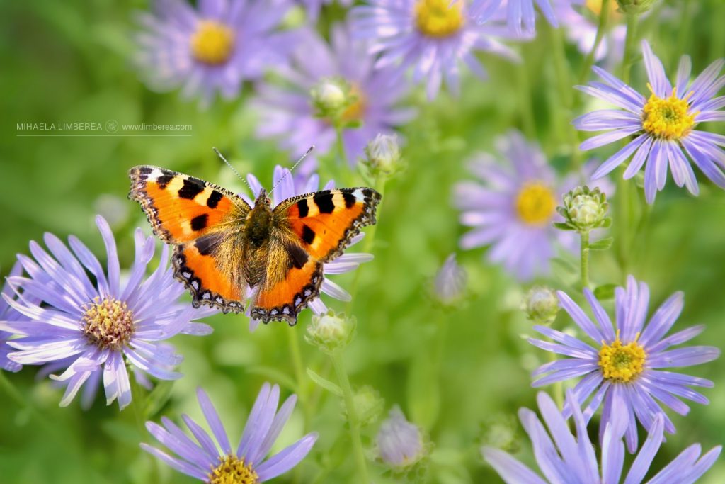 Small tortoiseshell butterfly on aster