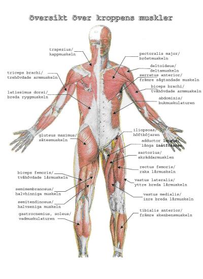 muskler-manniska