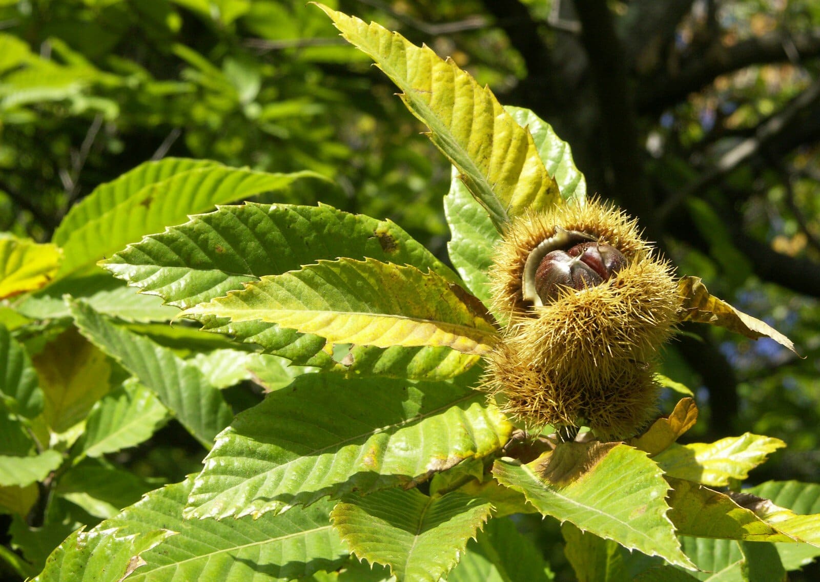 Früchte des kastanienbaums, nüsse in einer stacheligen hülse auf grünem blatt, sommerliches naturbild, close-up der kastanienfrüchte, lindweiler.