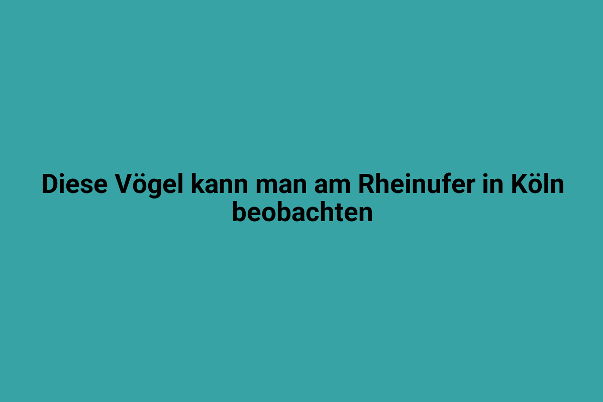 Vögel am Rheinauhafen in Köln, darunter Enten und Möwen, die auf dem Wasser schwimmen und die malerische Flusslandschaft beobachten.