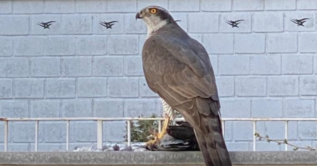 Großer Greifvogel, vermutlich Falke, auf einem Balkon in Lindweiler, in städtischer Umgebung.