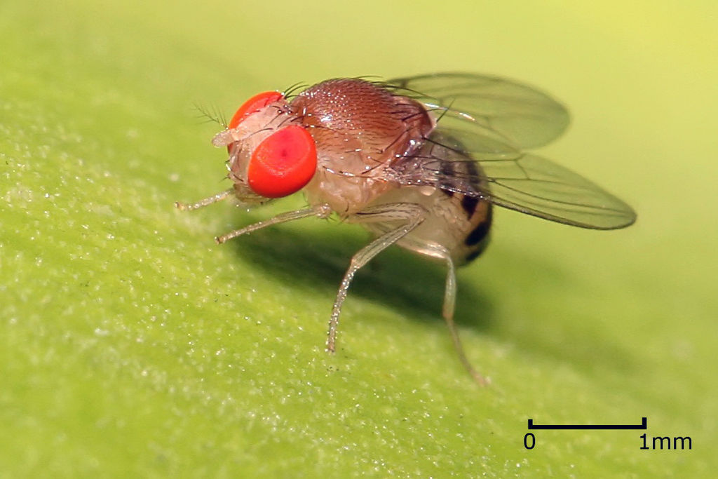 Preferred Model System Drosophila melanogaster