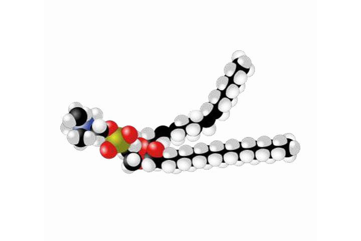 What are Lecithins and Phospholipids