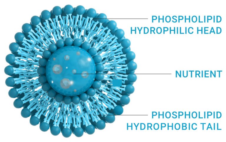 Why Liposomes LipoScienceLaboratory