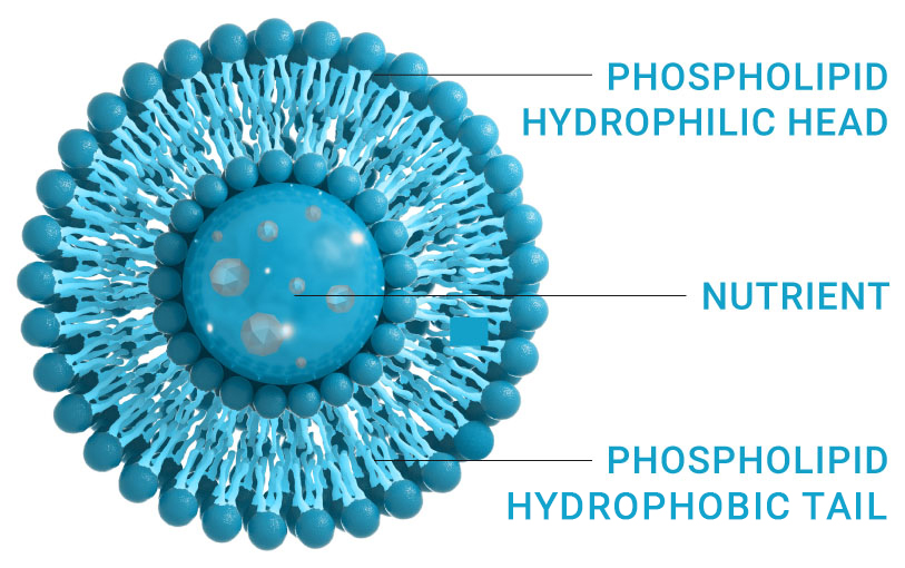 Warum Liposomes LipoScienceLaboratory