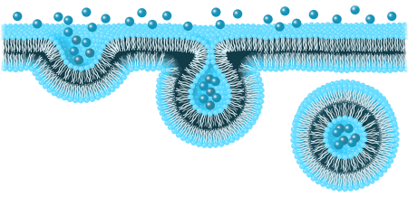 Liposomale Adsorption-LSL