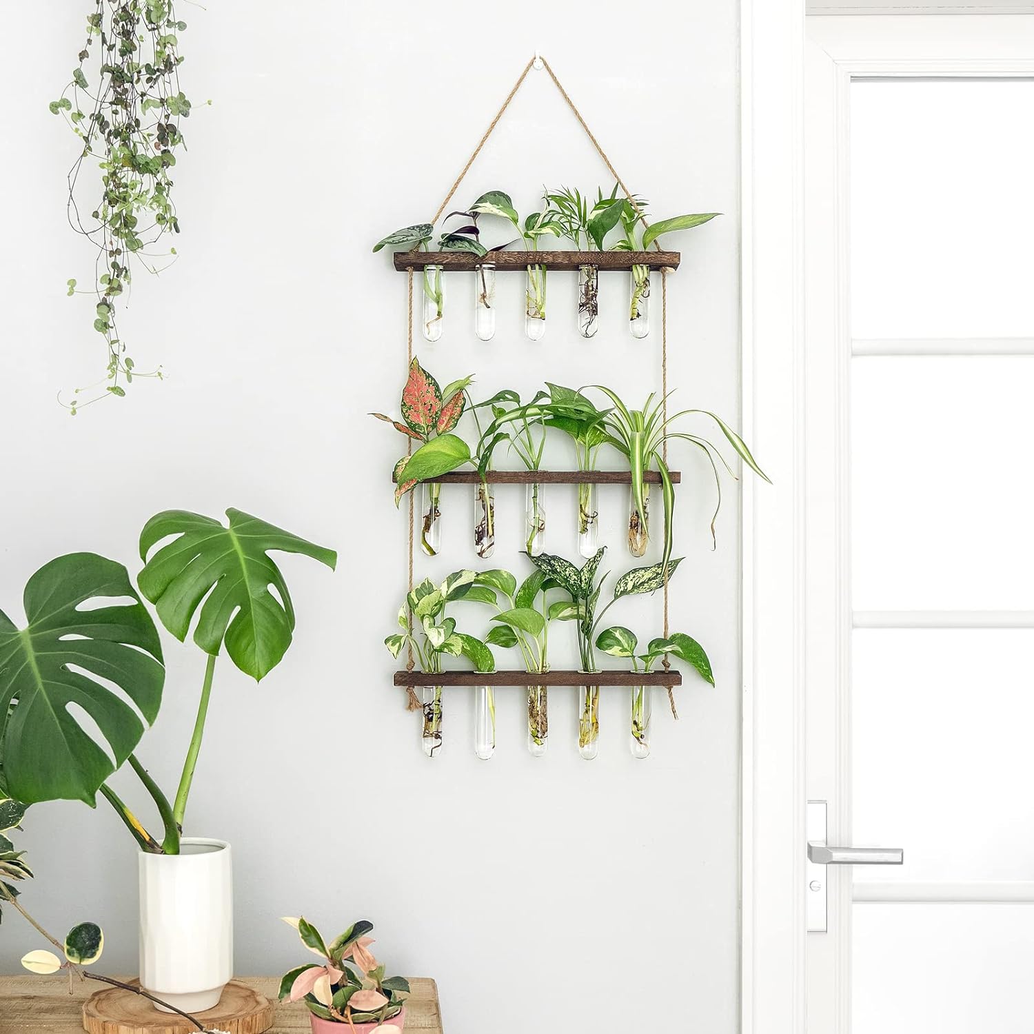 A picture of Plant Propagation Tubes – a perfect combination of functionality and style, serving as your personal Wall Hanging Terrarium. 