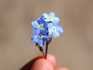 forglemmigej blomst der bevarer minderne om os og kærligheden