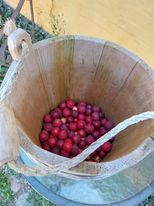 Saft af Mirabelleblommer