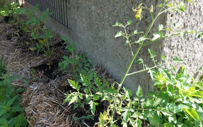 Tomatplanterne har det godt