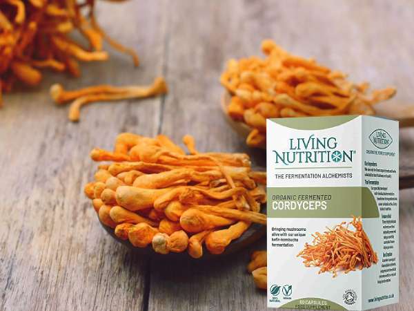 cordyceps kapslar