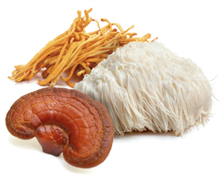 reishi och cordyceps together