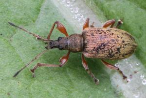 Phyllobius calcaratus