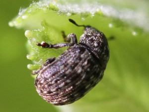 Anthribus nebulosus             