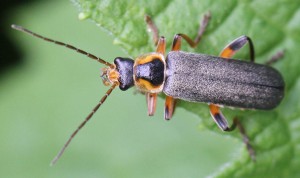 Cantharis nigricans         