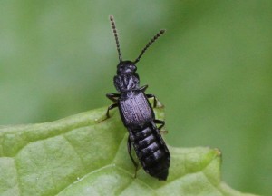 Coprophilus striatulus