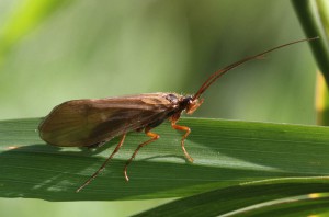 Anabolia furcata