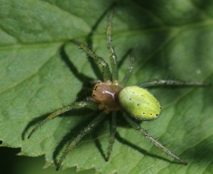 Agurkeedderkop sp.                  