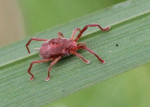 Trombidium sp.     