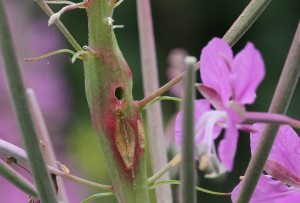 Mompha sturnipennella (gederams)