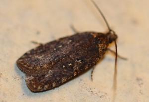 Agonopterix sp.