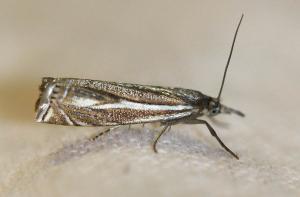 Crambus lathoniellus