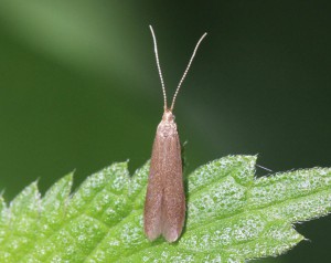 Coleophora sp.               