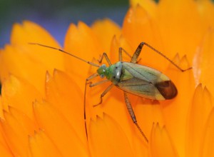 Adelphocoris quadripunctatus  