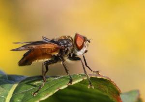 Phasia aurigera Gylden Pragtsnylteflue 190831m 910