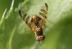 Chaetostomella cylindrica