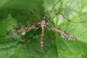 Epiphragma ocellare