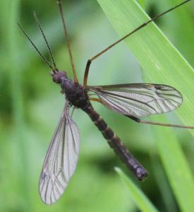 Nigrotipula nigra (han)