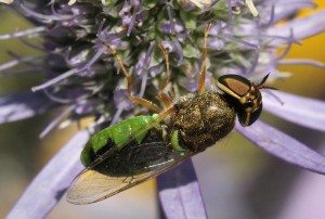 Odontomyia angulata        