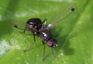 Sepsis sp.