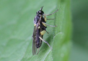 Solva marginata