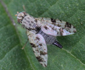 Tephritis hyoscyami            