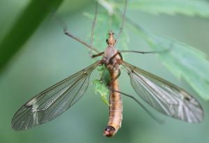 Tipula lunata