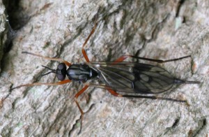 Xylophagus ater